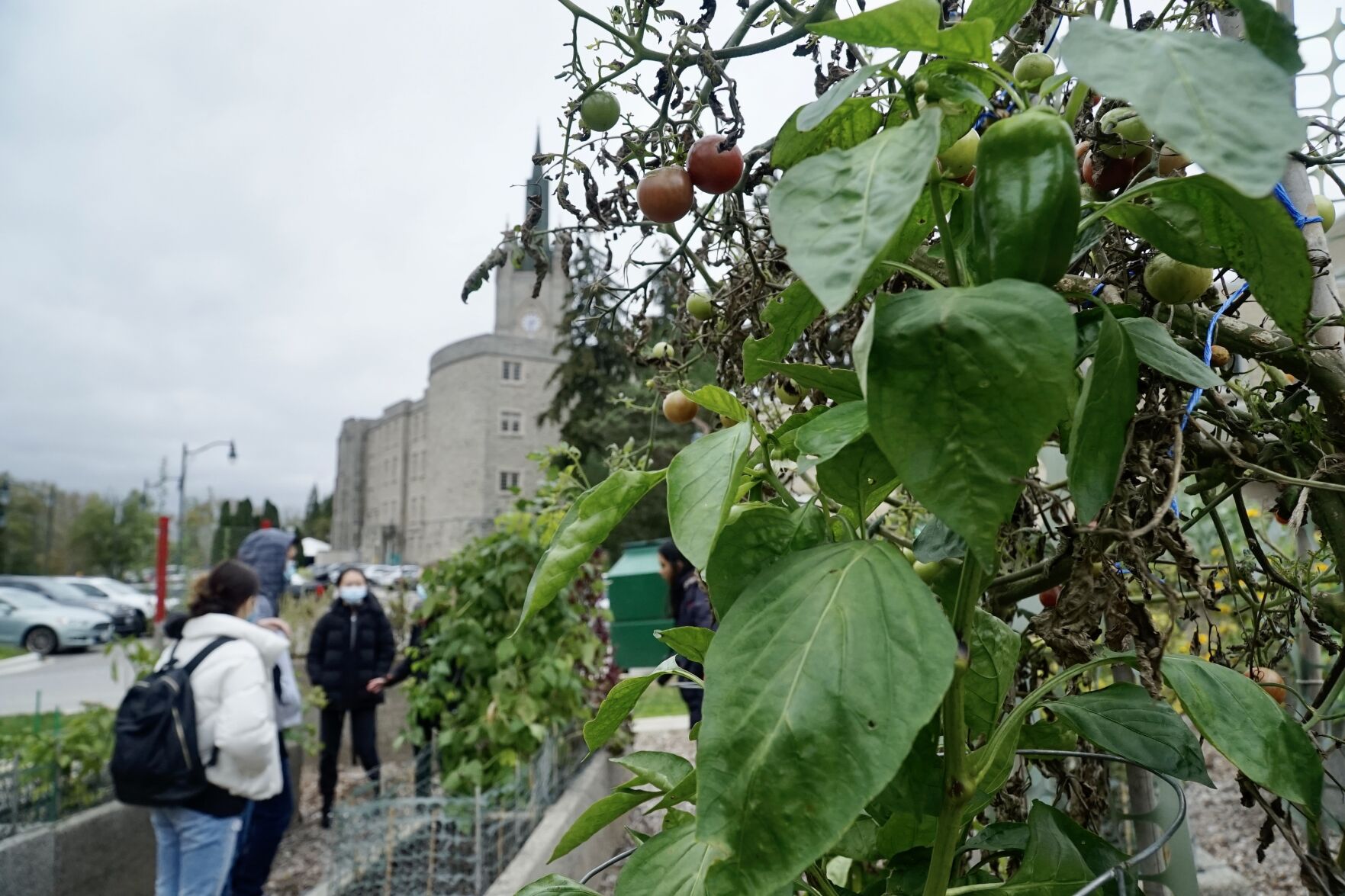 Community Garden